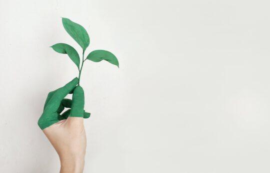 hand holding a leaf