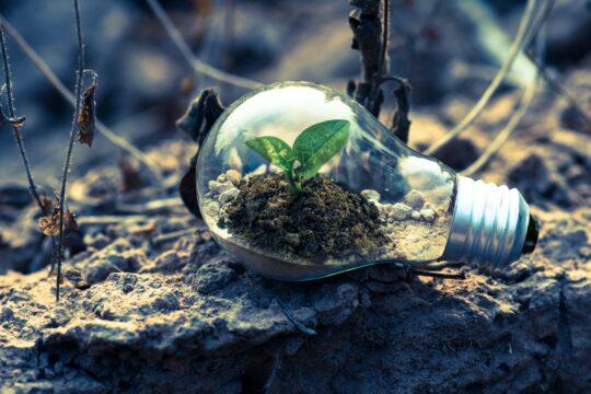 bulb in which a plant grows